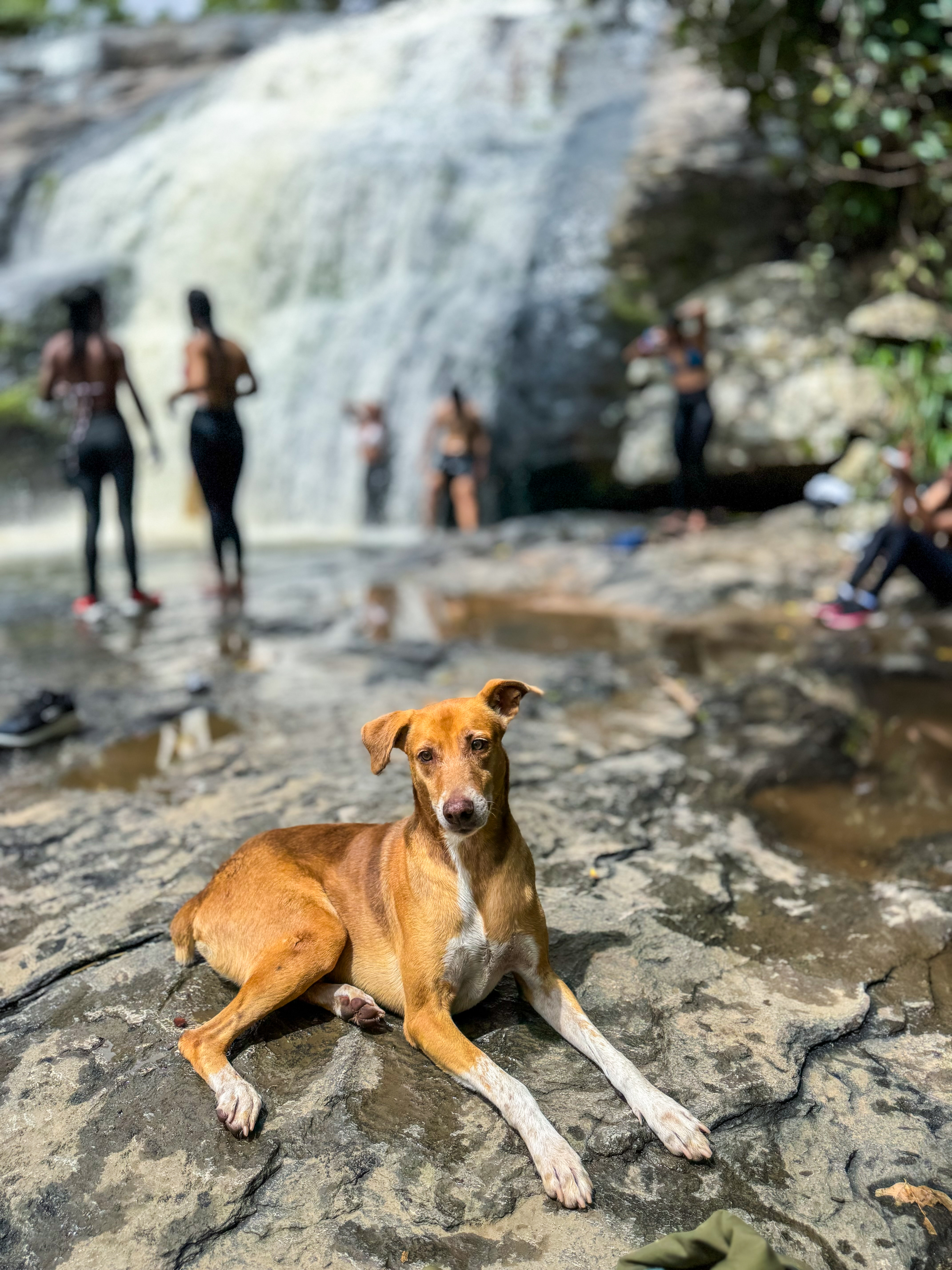 Cachoeiras da Mata Verde: conheça um dos destinos de ecoturismo que está revelando um novo lado de Alagoas — foto 6