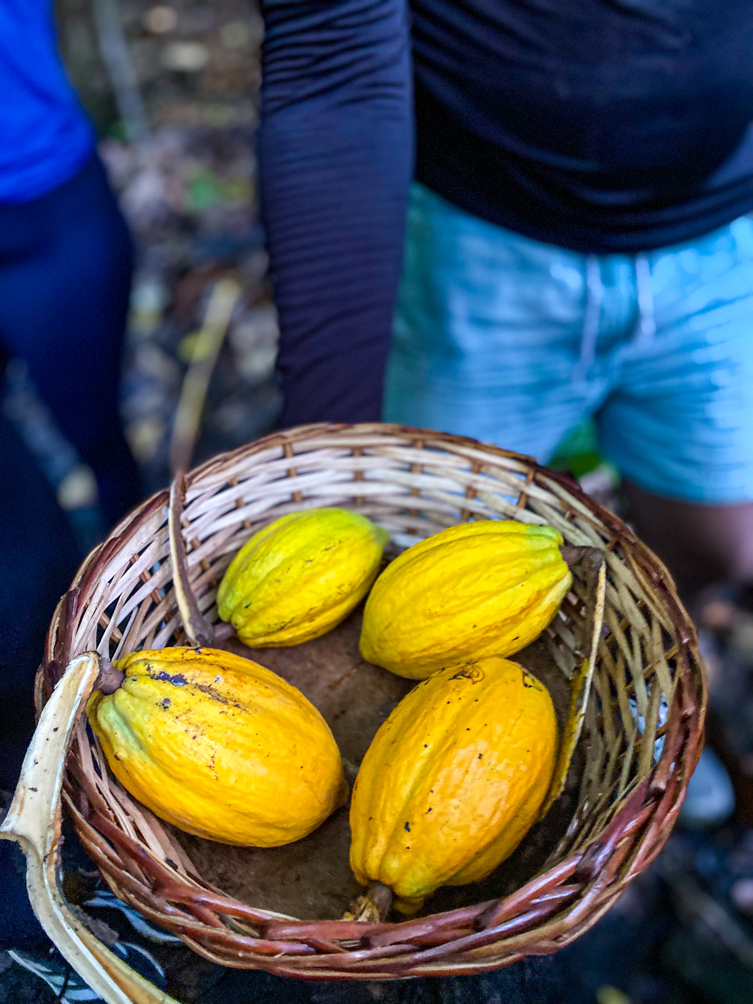 Trilha do Cacau: natureza, história e sabor em Matriz de Camaragibe (AL) — foto 4